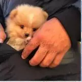 lulu da pomerania