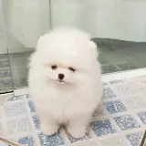 lulu da pomerania