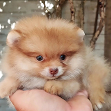 lulu da pomerania