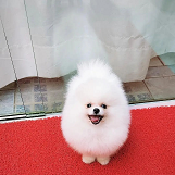 lulu da pomerania