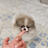 lulu da pomerania